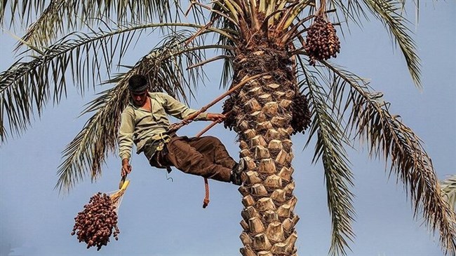 توفیق انجمن ملی خرما در حفظ صادرات و مدیریت بازار ماه رمضان 1404